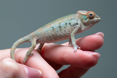 Nosy Be From "Kyanite" x "Yor Forger" - Hatched July - August 2026 - Female #1