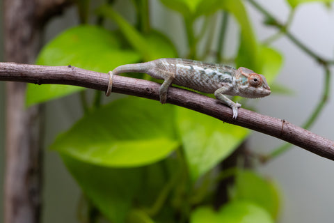 Nosy Be From "Kyanite" x "Yor Forger" - Hatched July - August 2026 - Female #1