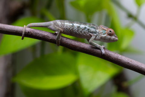 Nosy Be From "Kyanite" x "Yor Forger" - Hatched July - August 2026 - Female #1