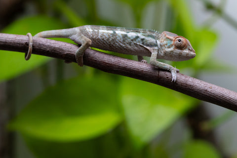 Nosy Be From "Kyanite" x "Yor Forger" - Hatched July - August 2026 - Female #1