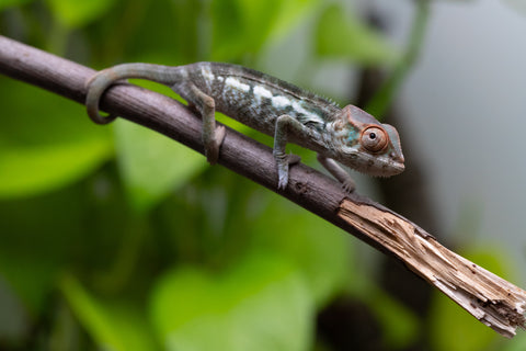 Nosy Be From "Kyanite" x "Yor Forger" - Hatched July - August 2026 - Female #1