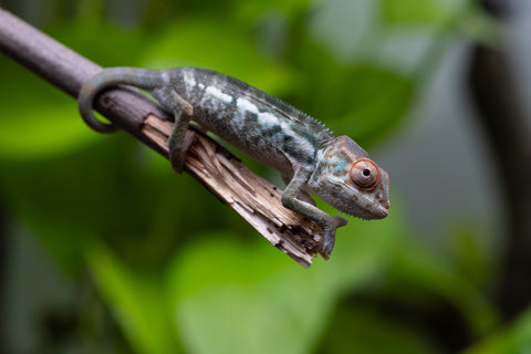 Nosy Be From "Kyanite" x "Yor Forger" - Hatched July - August 2026 - Female #1