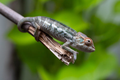 Nosy Be From "Kyanite" x "Yor Forger" - Hatched July - August 2026 - Female #1