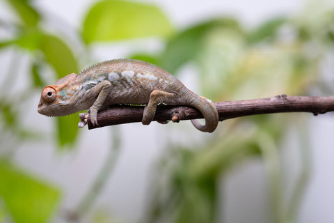 Nosy Be From "Kyanite" x "Yor Forger" - Hatched July - August 2026 - Female #1
