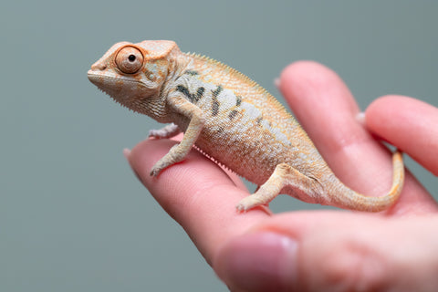 Nosy Be From "Kyanite" x "Yor Forger" - Hatched July - August 2026 - Female #1