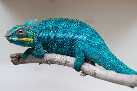 Pre-Order: New 3-Way Locale Cross group from "Kyanite" x "Pearl" - Hatched August 2025 - Ready to Ship: Oct/Nov