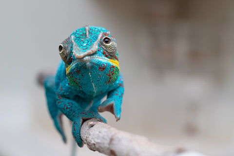 Pre-Order: New 3-Way Locale Cross group from "Kyanite" x "Pearl" - Hatched August 2025 - Ready to Ship: Oct/Nov