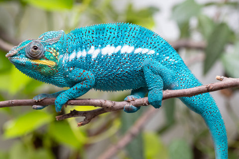 Pre-Order: Nosy Be Group From "Kyanite" x "Yor Forger" - Hatched Sept 2026 - Ready to Ship Nov - Dec