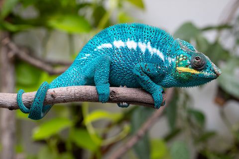 Pre-Order: Nosy Be Group From "Kyanite" x "Yor Forger" - Hatched July - August 2026 - Ready to Ship Oct - Nov