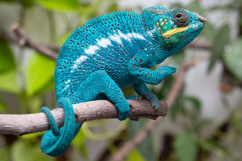 Pre-Order: Nosy Be Group From "Kyanite" x "Yor Forger" - Hatched July - August 2026 - Ready to Ship Oct - Nov