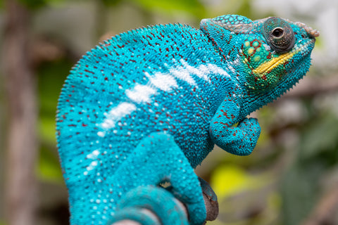 Pre-Order: Nosy Be Group From "Kyanite" x "Yor Forger" - Hatched July - August 2026 - Ready to Ship Oct - Nov