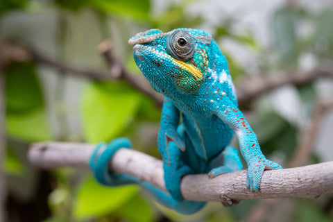 Pre-Order: Nosy Be Group From "Kyanite" x "Yor Forger" - Hatched July - August 2026 - Ready to Ship Oct - Nov
