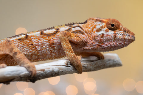 Holdbacks/Individuals: Ambilobe offspring from "Lahiaivo-vorondolo" (AKA Son Owl) x "Au-botraro" (AKA Golden Vessel) - Hatched Sept 2025 - Female #1