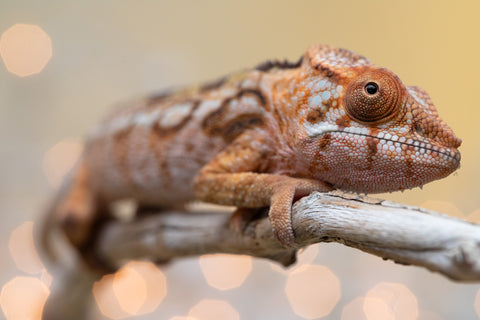 Holdbacks/Individuals: Ambilobe offspring from "Lahiaivo-vorondolo" (AKA Son Owl) x "Au-botraro" (AKA Golden Vessel) - Hatched Sept 2025 - Female #1