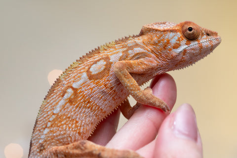 Holdbacks/Individuals: Ambilobe offspring from "Lahiaivo-vorondolo" (AKA Son Owl) x "Au-botraro" (AKA Golden Vessel) - Hatched Sept 2025 - Female #1