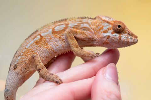 Holdbacks/Individuals: Ambilobe offspring from "Lahiaivo-vorondolo" (AKA Son Owl) x "Au-botraro" (AKA Golden Vessel) - Hatched Sept 2025 - Female #1