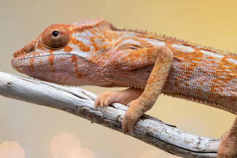 Holdbacks/Individuals: Ambilobe offspring from "Lahiaivo-vorondolo" (AKA Son Owl) x "Au-botraro" (AKA Golden Vessel) - Hatched Sept 2025 - Female #1