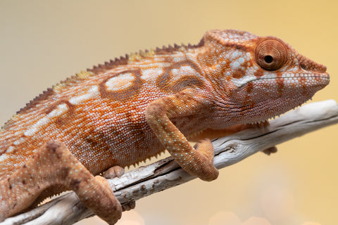 Holdbacks/Individuals: Ambilobe offspring from "Lahiaivo-vorondolo" (AKA Son Owl) x "Au-botraro" (AKA Golden Vessel) - Hatched Sept 2025 - Female #1