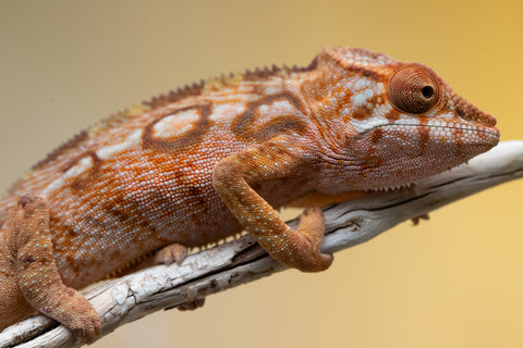 Holdbacks/Individuals: Ambilobe offspring from "Lahiaivo-vorondolo" (AKA Son Owl) x "Au-botraro" (AKA Golden Vessel) - Hatched Sept 2025 - Female #1