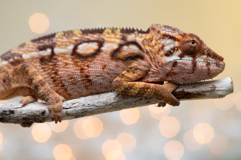 Holdbacks/Individuals: Ambilobe offspring from "Lahiaivo-vorondolo" (AKA Son Owl) x "Au-botraro" (AKA Golden Vessel) - Hatched Sept 2025 - Female #1