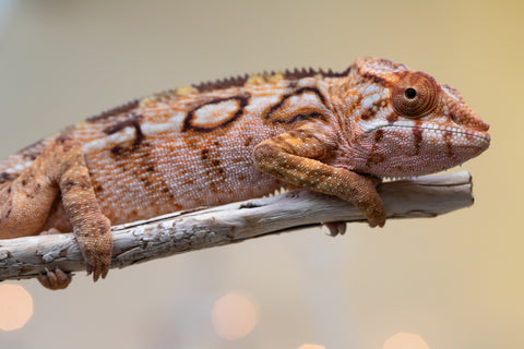 Holdbacks/Individuals: Ambilobe offspring from "Lahiaivo-vorondolo" (AKA Son Owl) x "Au-botraro" (AKA Golden Vessel) - Hatched Sept 2025 - Female #1