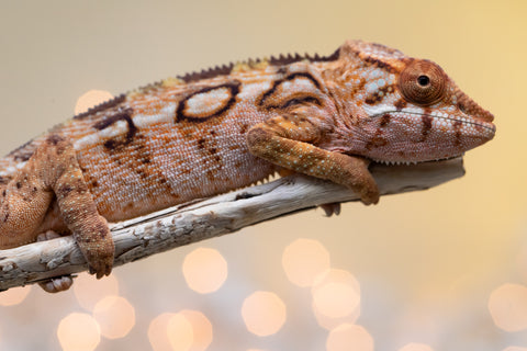 Holdbacks/Individuals: Ambilobe offspring from "Lahiaivo-vorondolo" (AKA Son Owl) x "Au-botraro" (AKA Golden Vessel) - Hatched Sept 2025 - Female #1