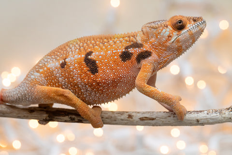 Holdbacks/Individuals: Ambilobe Offspring From "Lahiaivo-vorondolo" (AKA Son Owl) x "Au-botraro" (AKA Golden Vessel) - Hatched Sept 2025 - Female #2