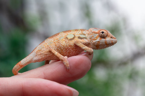 Holdbacks/Individuals: PREMIERE Ambilobe Offspring from "Lahiaivo-vorondolo" (AKA Son Owl) x "Fohy-mofo" (AKA Shortbread) - Hatched March 2025 - Female #1