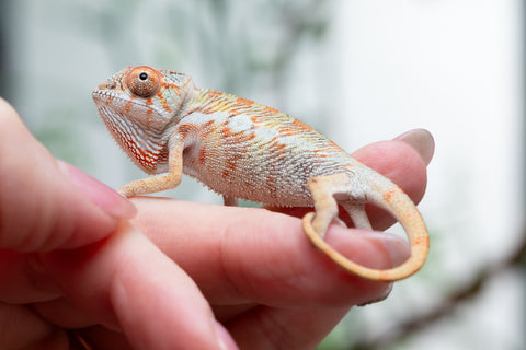 Holdbacks/Individuals: PREMIERE Ambilobe Offspring from "Lahiaivo-vorondolo" (AKA Son Owl) x "Fohy-mofo" (AKA Shortbread) - Hatched March 2025 - Male #1