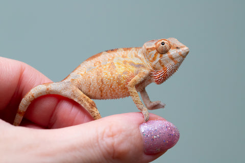 Holdbacks/Individuals: PREMIERE Ambilobe Offspring from "Lahiaivo-vorondolo" (AKA Son Owl) x "Fohy-mofo" (AKA Shortbread) - Hatched May 2025 - Female #1