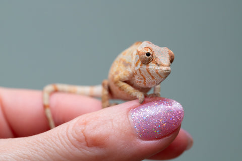 Holdbacks/Individuals: PREMIERE Ambilobe Offspring from "Lahiaivo-vorondolo" (AKA Son Owl) x "Fohy-mofo" (AKA Shortbread) - Hatched May 2025 - Female #1