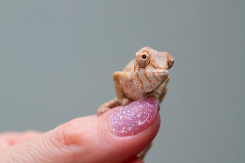 Holdbacks/Individuals: PREMIERE Ambilobe Offspring from "Lahiaivo-vorondolo" (AKA Son Owl) x "Fohy-mofo" (AKA Shortbread) - Hatched May 2025 - Female #1
