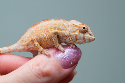 Holdbacks/Individuals: PREMIERE Ambilobe Offspring from "Lahiaivo-vorondolo" (AKA Son Owl) x "Fohy-mofo" (AKA Shortbread) - Hatched May 2025 - Female #1