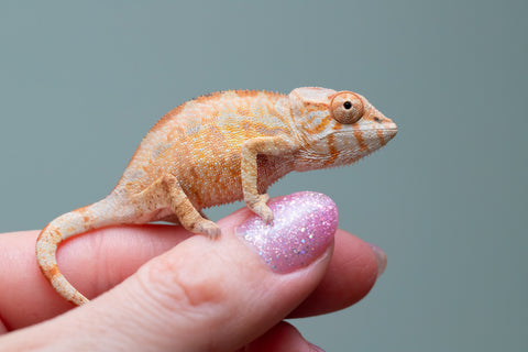 Holdbacks/Individuals: PREMIERE Ambilobe Offspring from "Lahiaivo-vorondolo" (AKA Son Owl) x "Fohy-mofo" (AKA Shortbread) - Hatched May 2025 - Female #1