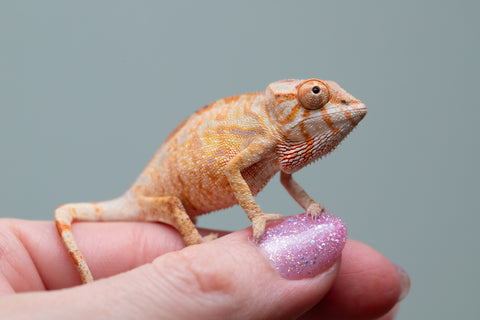 Holdbacks/Individuals: PREMIERE Ambilobe Offspring from "Lahiaivo-vorondolo" (AKA Son Owl) x "Fohy-mofo" (AKA Shortbread) - Hatched May 2025 - Female #1