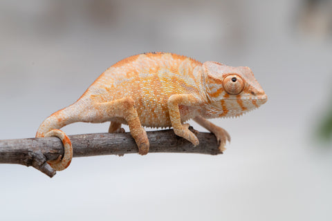 Holdbacks/Individuals: PREMIERE Ambilobe Offspring from "Lahiaivo-vorondolo" (AKA Son Owl) x "Fohy-mofo" (AKA Shortbread) - Hatched May 2025 - Female #1