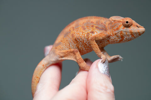 Holdbacks/Individuals: Ambilobe Offspring from "Lahiaivo-vorondolo" (AKA Son Owl) x "Fohy-mofo" (AKA Shortbread) - Hatched May 2025 - Female #2