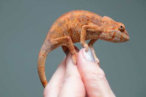 Holdbacks/Individuals: Ambilobe Offspring from "Lahiaivo-vorondolo" (AKA Son Owl) x "Fohy-mofo" (AKA Shortbread) - Hatched May 2025 - Female #2