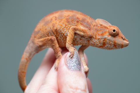 Holdbacks/Individuals: Ambilobe Offspring from "Lahiaivo-vorondolo" (AKA Son Owl) x "Fohy-mofo" (AKA Shortbread) - Hatched May 2025 - Female #2