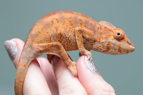 Holdbacks/Individuals: Ambilobe Offspring from "Lahiaivo-vorondolo" (AKA Son Owl) x "Fohy-mofo" (AKA Shortbread) - Hatched May 2025 - Female #2