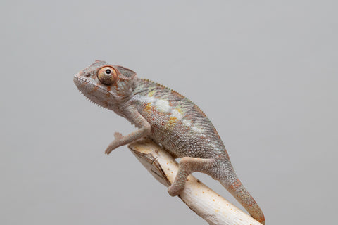Holdbacks/Individuals: PREMIERE Ambilobe Offspring from "Lahiaivo-vorondolo" (AKA Son Owl) x "Fohy-mofo" (AKA Shortbread) - Hatched May 2025 - Male #3