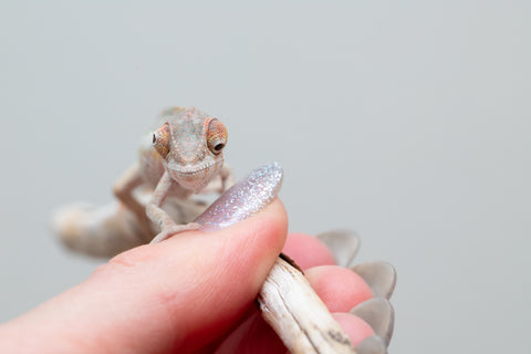 Holdbacks/Individuals: PREMIERE Ambilobe Offspring from "Lahiaivo-vorondolo" (AKA Son Owl) x "Fohy-mofo" (AKA Shortbread) - Hatched May 2025 - Male #3