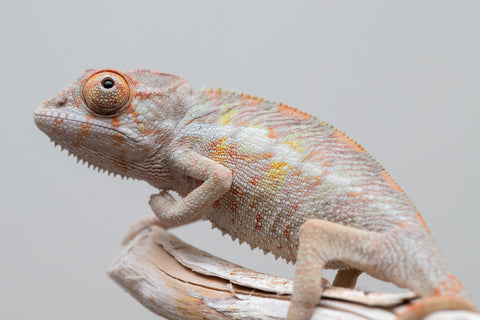 Holdbacks/Individuals: PREMIERE Ambilobe Offspring from "Lahiaivo-vorondolo" (AKA Son Owl) x "Fohy-mofo" (AKA Shortbread) - Hatched May 2025 - Male #3