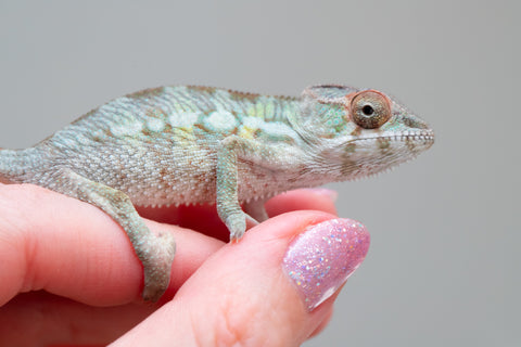 Holdbacks/Individuals: PREMIERE Ambilobe Offspring from "Lahiaivo-vorondolo" (AKA Son Owl) x "Fohy-mofo" (AKA Shortbread) - Hatched May 2025 - Male #4