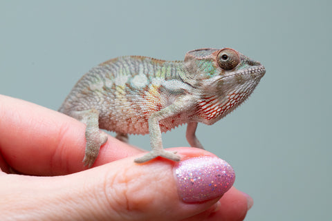 Holdbacks/Individuals: PREMIERE Ambilobe Offspring from "Lahiaivo-vorondolo" (AKA Son Owl) x "Fohy-mofo" (AKA Shortbread) - Hatched May 2025 - Male #4