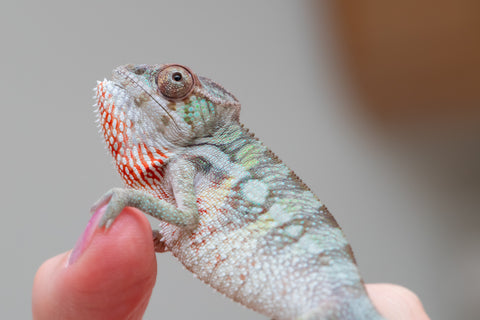 Holdbacks/Individuals: PREMIERE Ambilobe Offspring from "Lahiaivo-vorondolo" (AKA Son Owl) x "Fohy-mofo" (AKA Shortbread) - Hatched May 2025 - Male #4