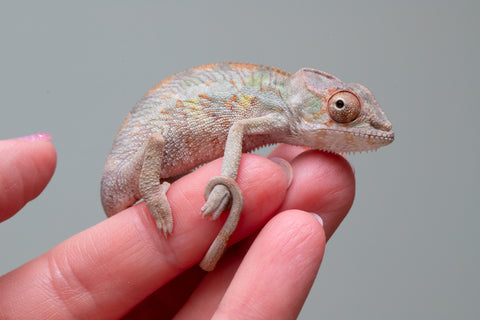 Holdbacks/Individuals: PREMIERE Ambilobe Offspring from "Lahiaivo-vorondolo" (AKA Son Owl) x "Fohy-mofo" (AKA Shortbread) - Hatched May 2025 - Male #4