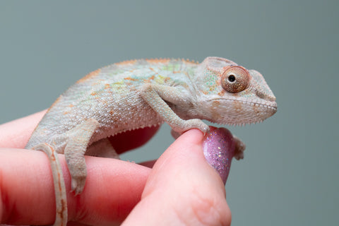 Holdbacks/Individuals: PREMIERE Ambilobe Offspring from "Lahiaivo-vorondolo" (AKA Son Owl) x "Fohy-mofo" (AKA Shortbread) - Hatched May 2025 - Male #4