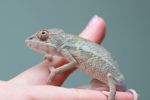 Holdbacks/Individuals: PREMIERE Ambilobe Offspring from "Lahiaivo-vorondolo" (AKA Son Owl) x "Fohy-mofo" (AKA Shortbread) - Hatched May 2025 - Male #4