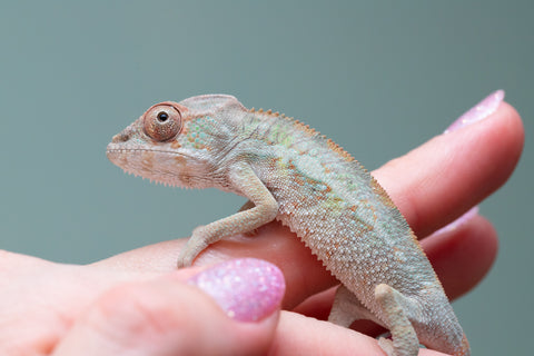 Holdbacks/Individuals: PREMIERE Ambilobe Offspring from "Lahiaivo-vorondolo" (AKA Son Owl) x "Fohy-mofo" (AKA Shortbread) - Hatched May 2025 - Male #4